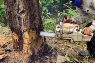 cutting at the base of a tree trunk