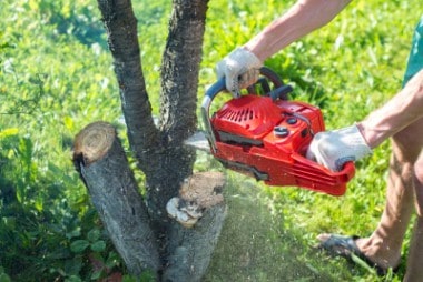 cutting small branches off a small tree using chainsaw