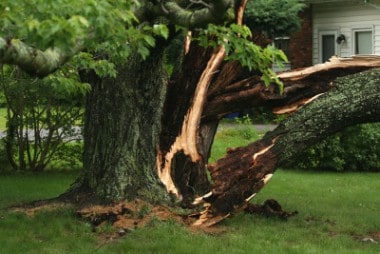 a split tree, half of it has fallen toward the house