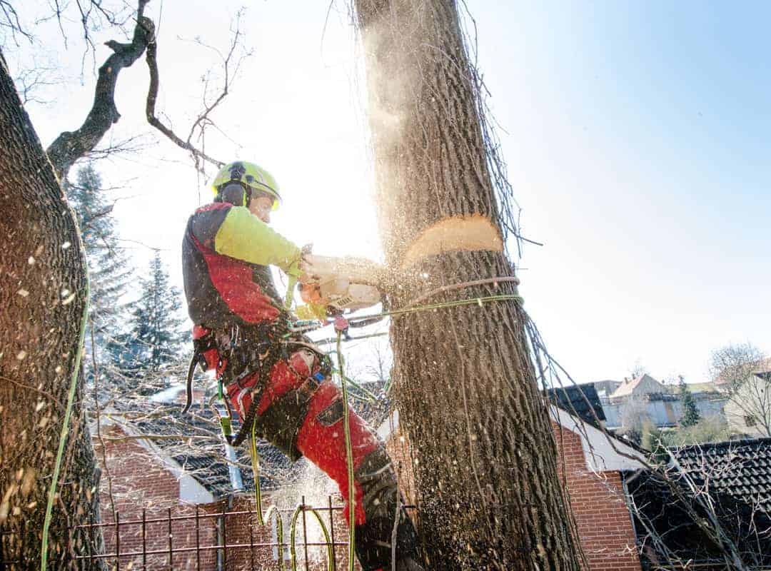cutting the trunk of a tall tree in a harness
