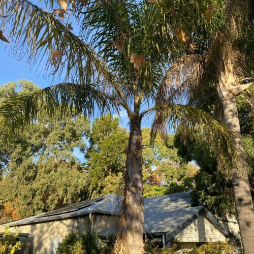 Palm tree removal services