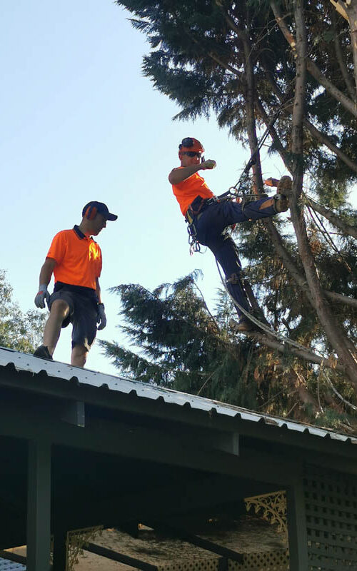 Pruning branches overhanging roof