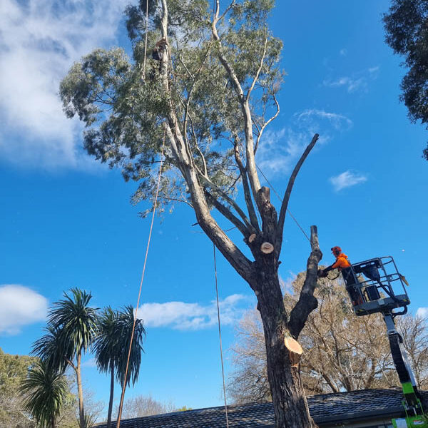 Pruning multiple limbs from large tree