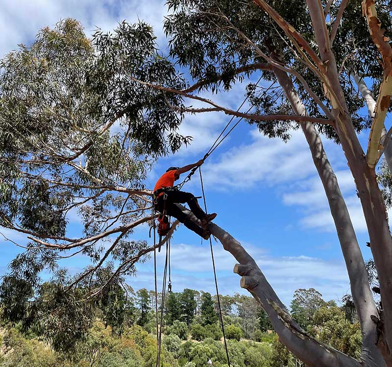 About Jack of all Trees in Adelaide About Jack of all Trees in Adelaide