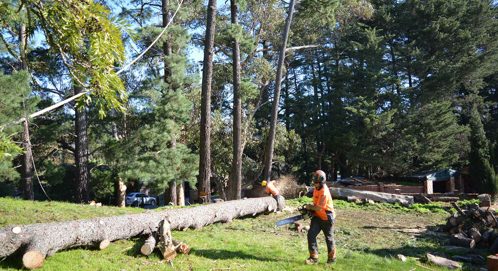 Jack of all trees - Tree removal Adelaide Jack of all trees - Tree removal Adelaide