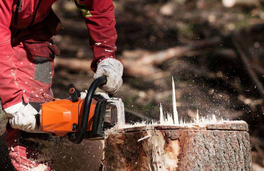 Jack of all trees - Tree removal Adelaide Jack of all trees - Tree removal Adelaide
