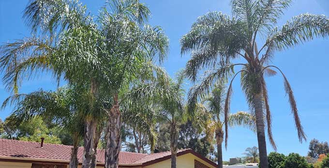 Jack of all trees - Tree removal Adelaide Jack of all trees - Tree removal Adelaide