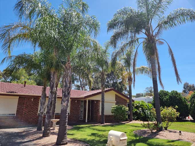 Palm Tree Removal Adelaide Palm Tree Removal Adelaide