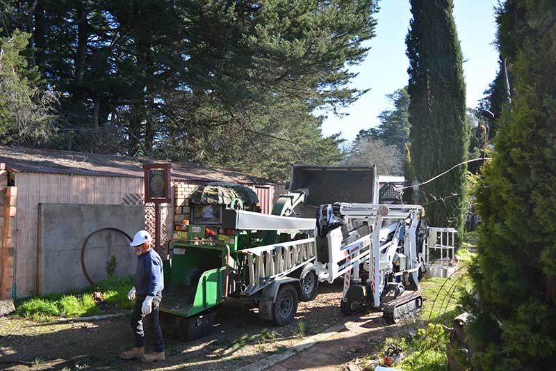 tree-machinery