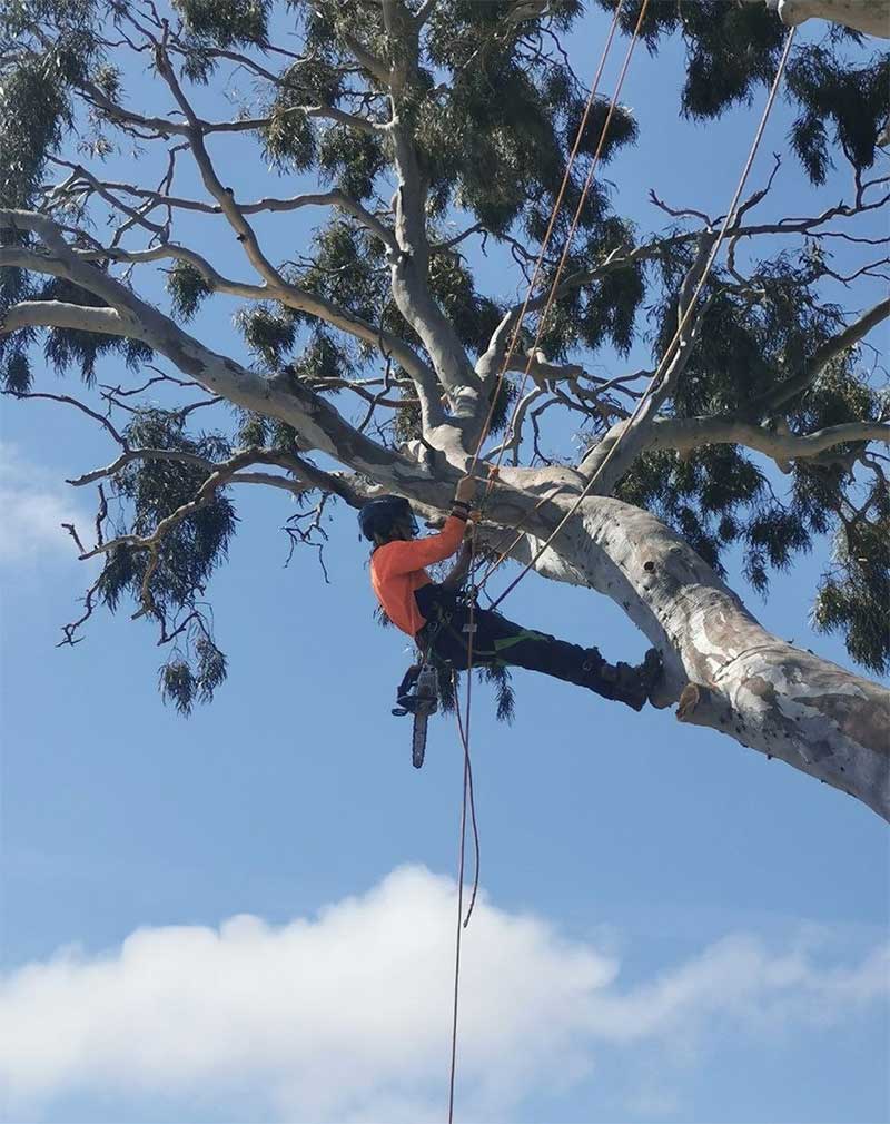 tree-pruning-adelaide