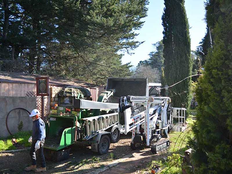 Tree Removal Adelaide