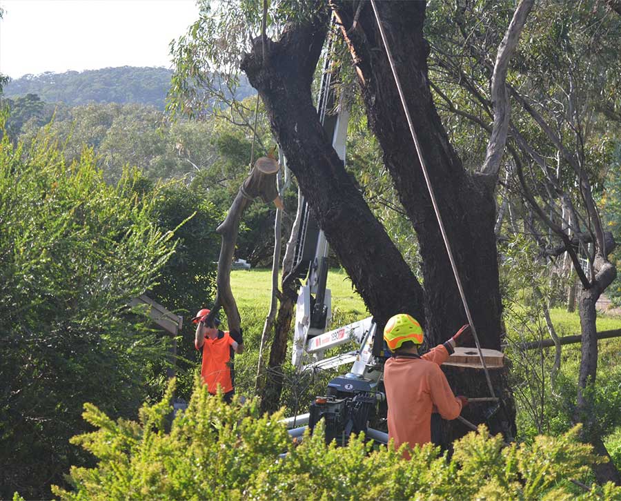 Tree Removal Adelaide