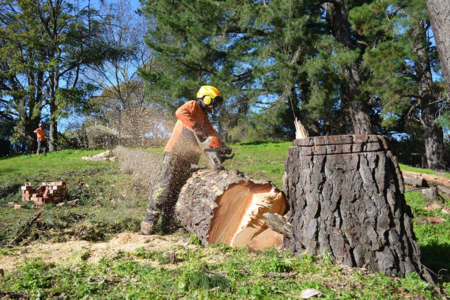 Stump removal Adelaide Stump removal Adelaide