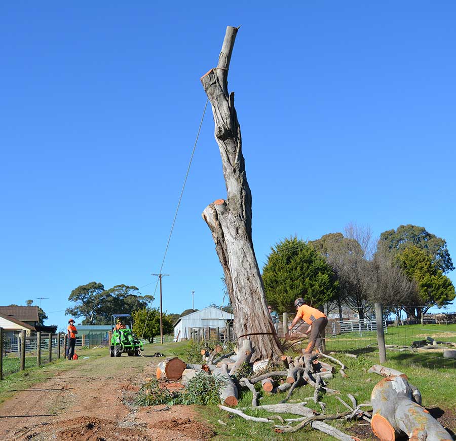 Tree Removal Adelaide