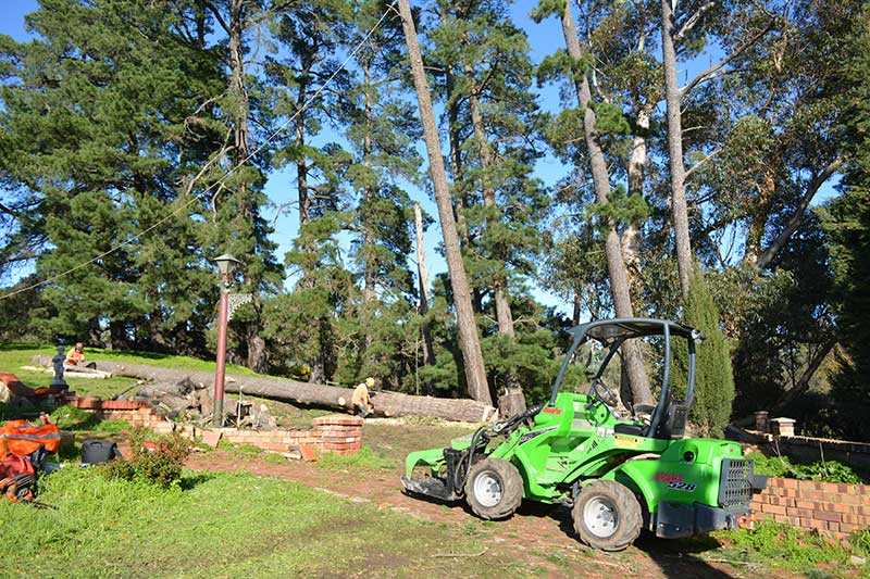 Tree Removal Adelaide