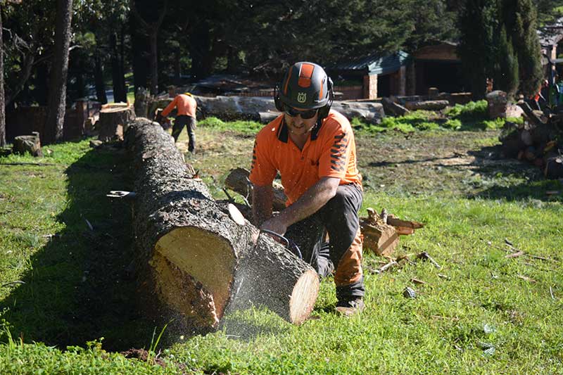 Tree Removal Adelaide