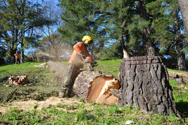 Tree Removal Adelaide
